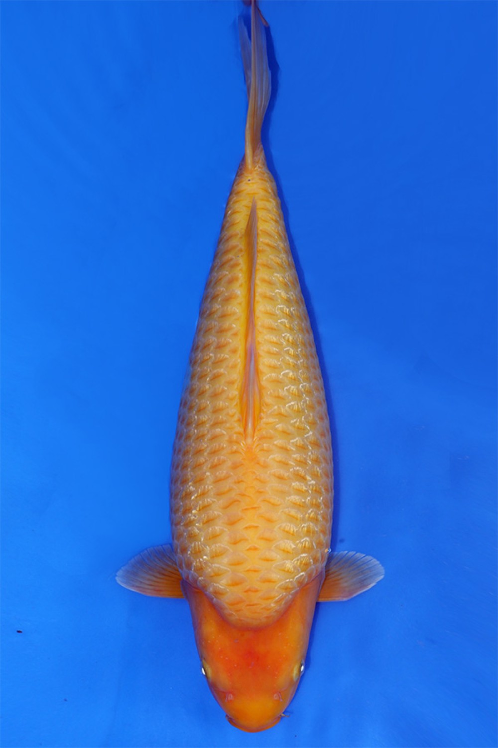 Juara 1