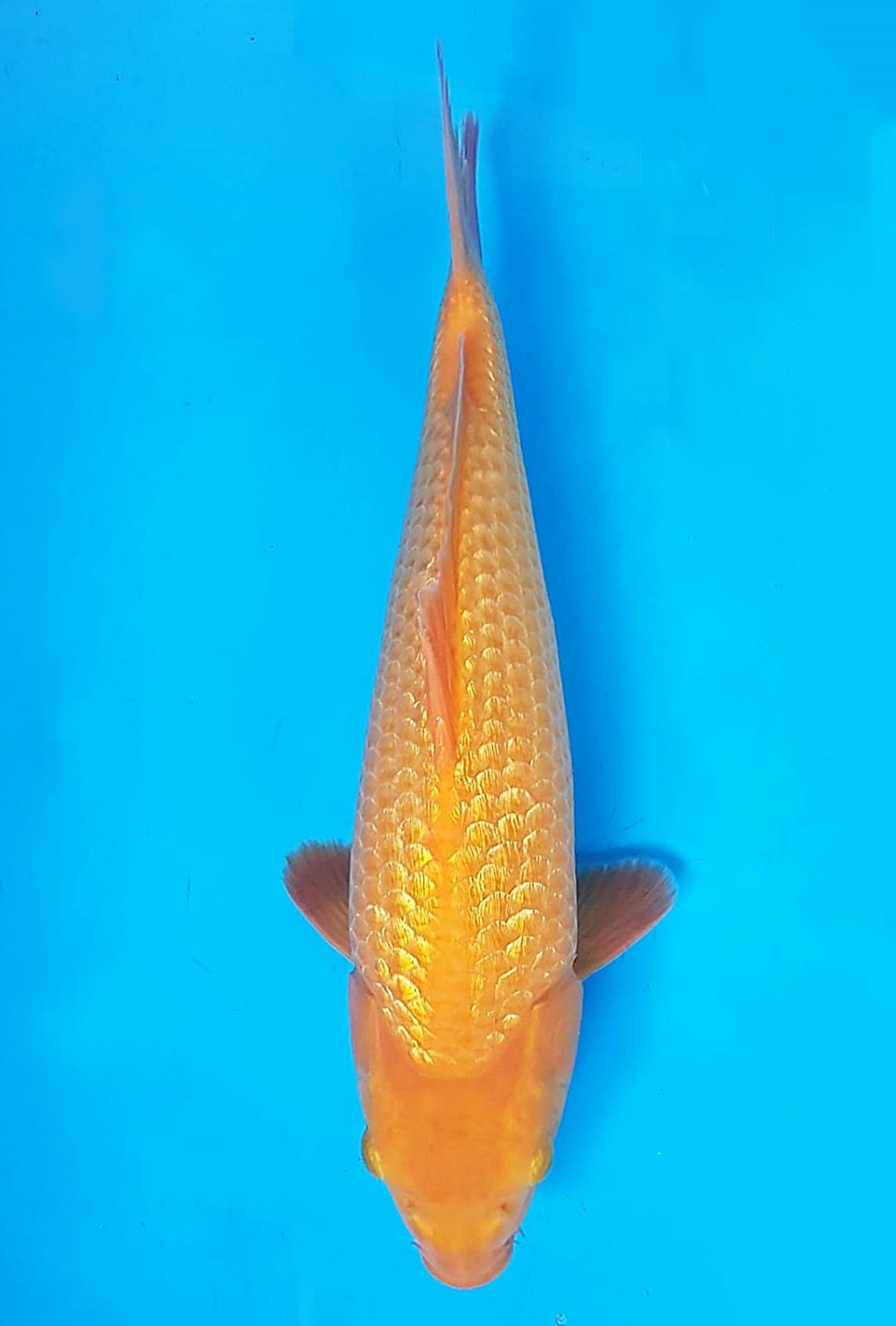Juara 1
