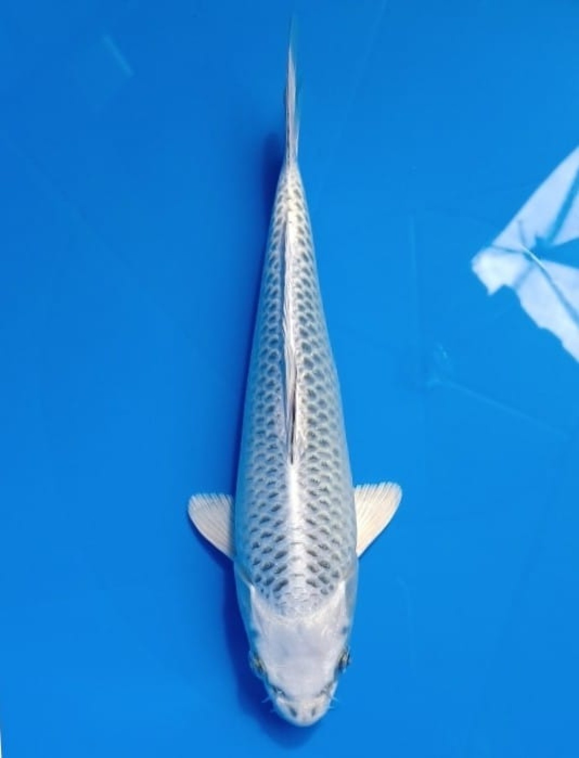 Juara 4