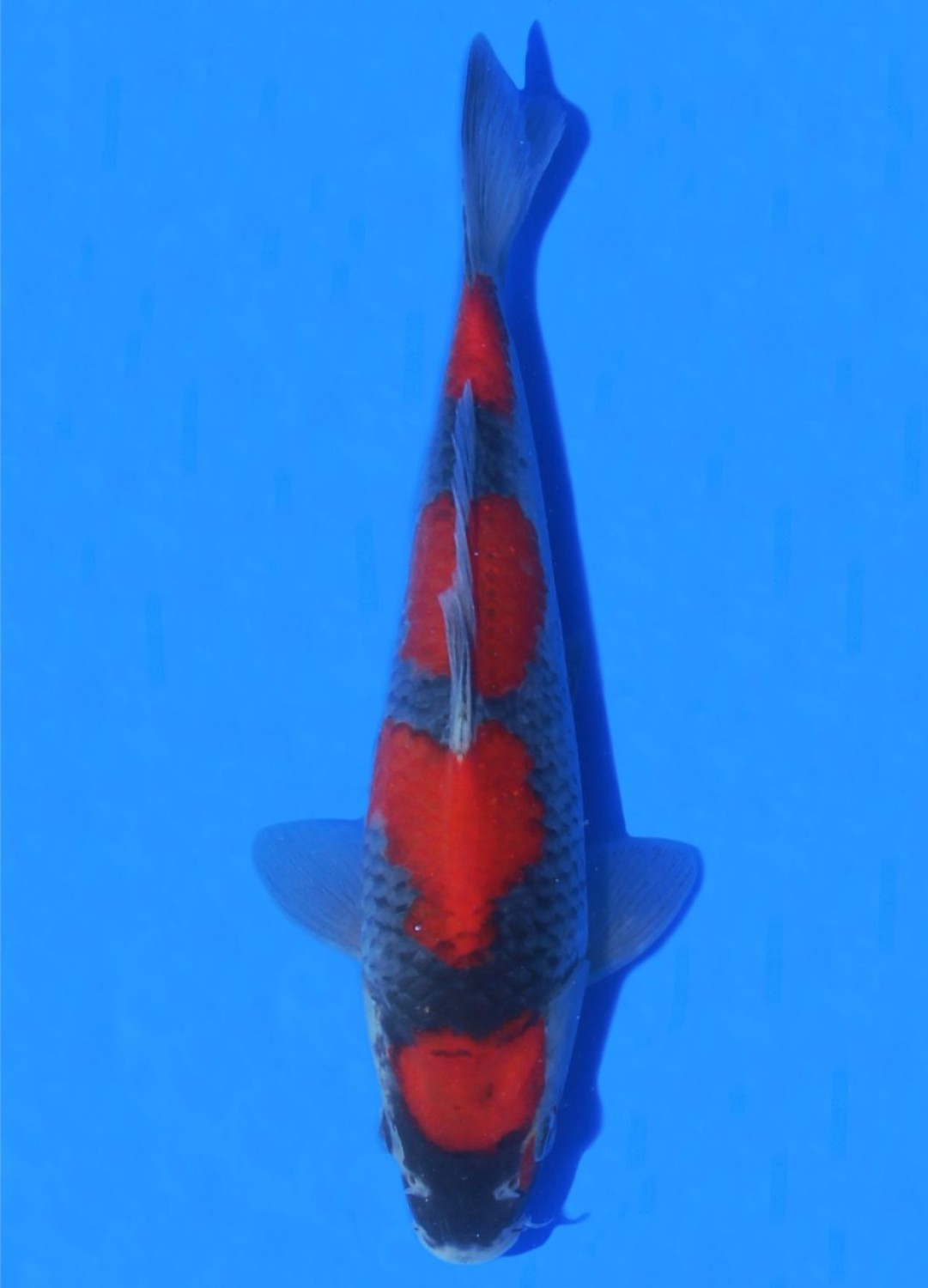 Juara 2
