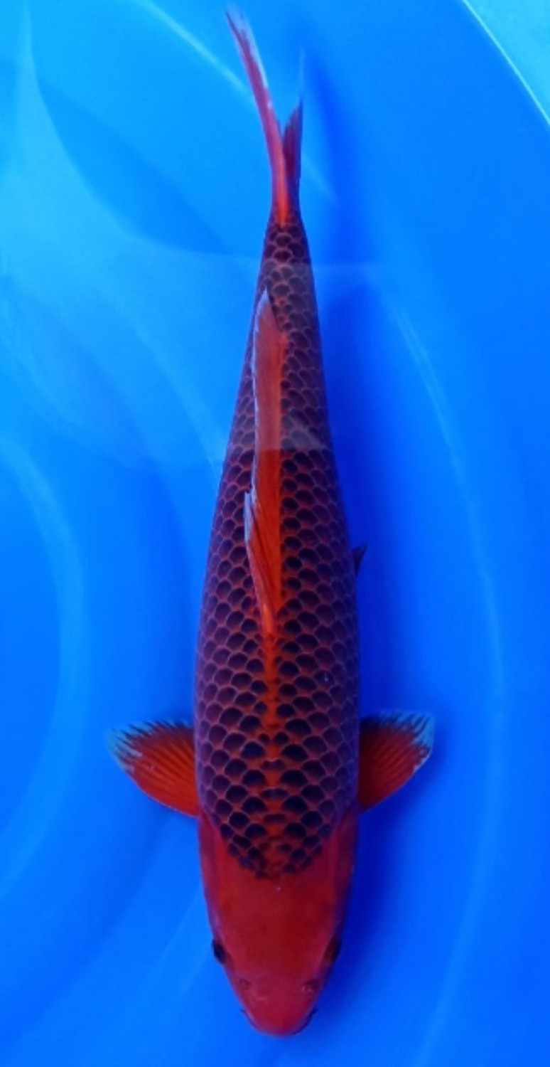 Juara 4