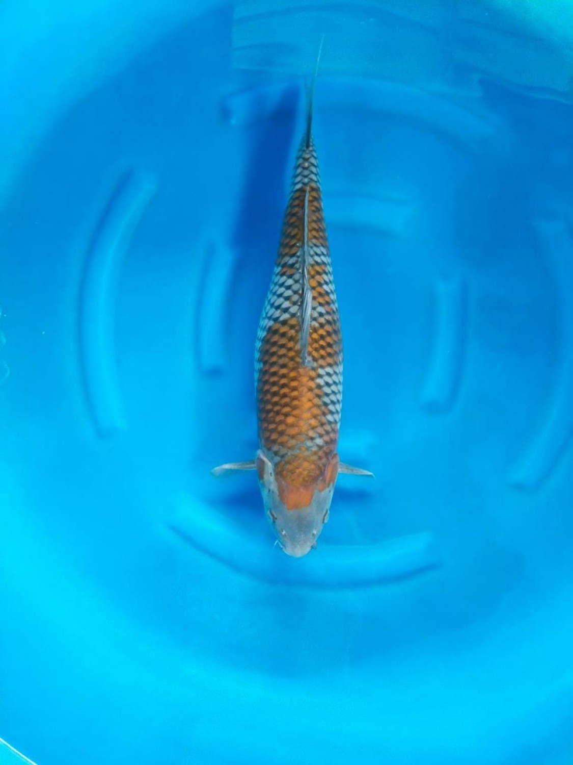 Juara 2