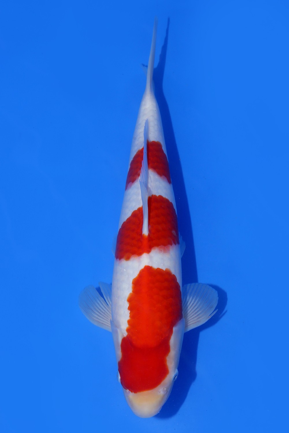 Juara 4