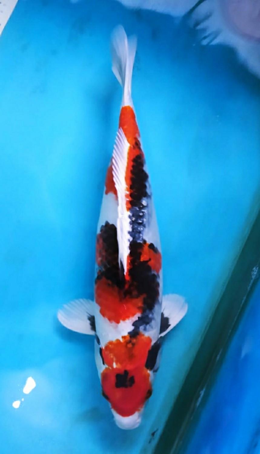 Juara 2