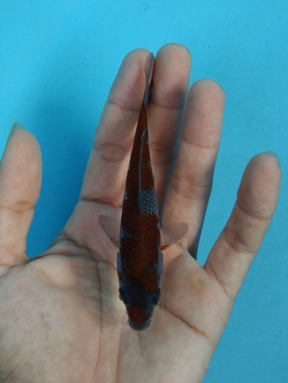 Juara 3