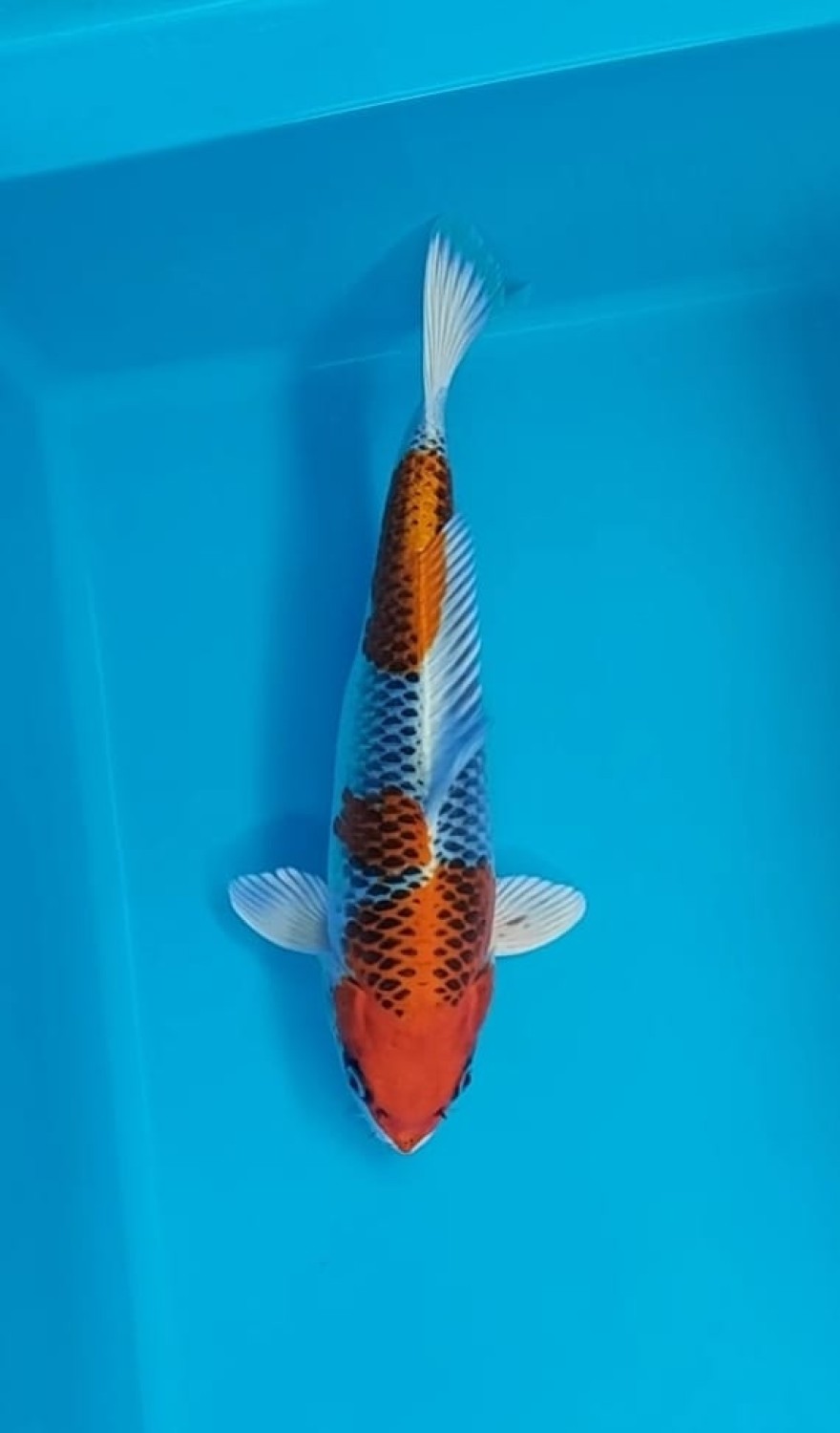 Juara 1