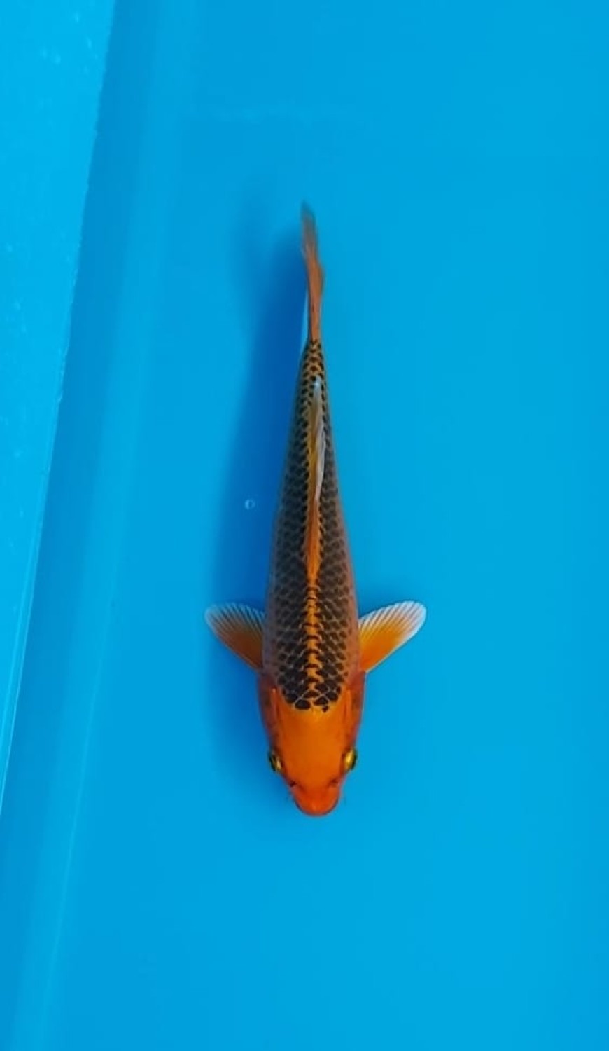Juara 4