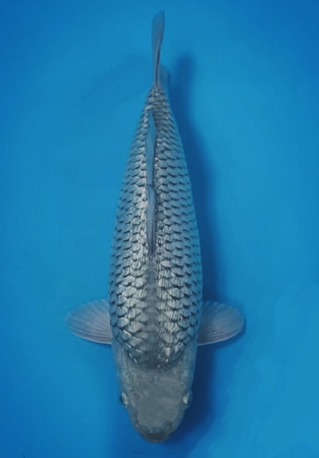 Best In Size E 51-55 Cm