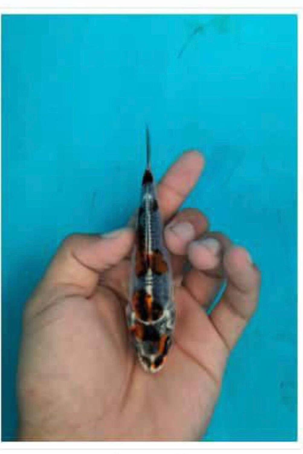 Juara 5