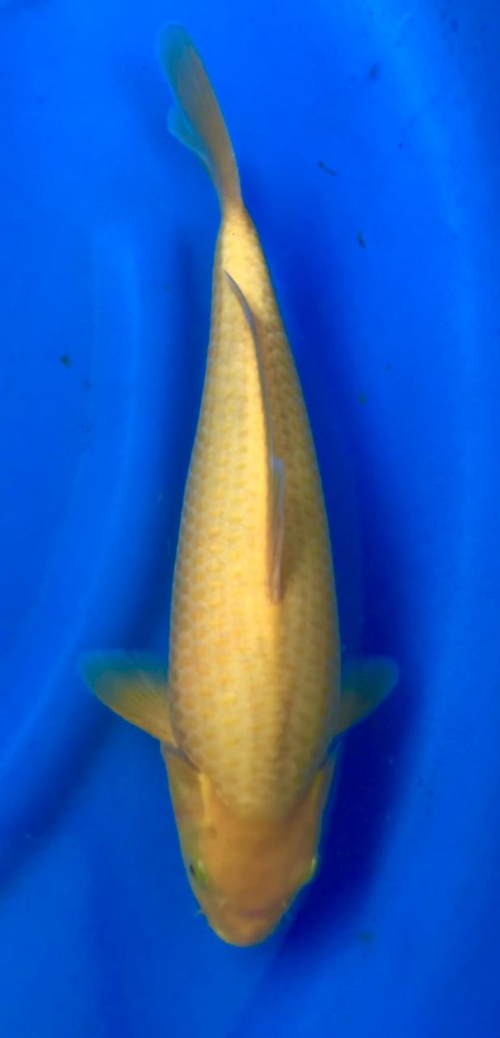 Juara 4