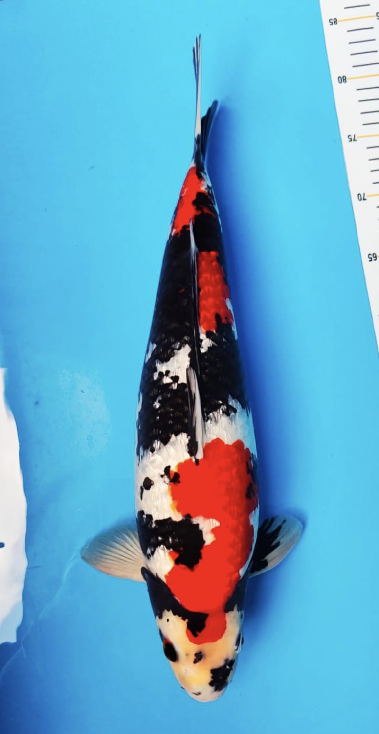 Juara 1