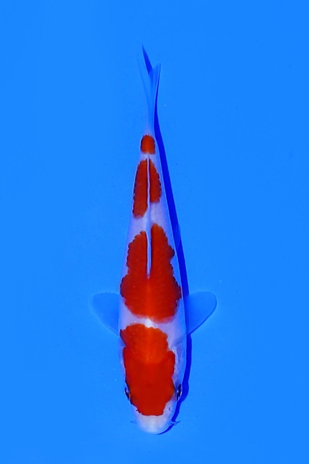 Juara 2