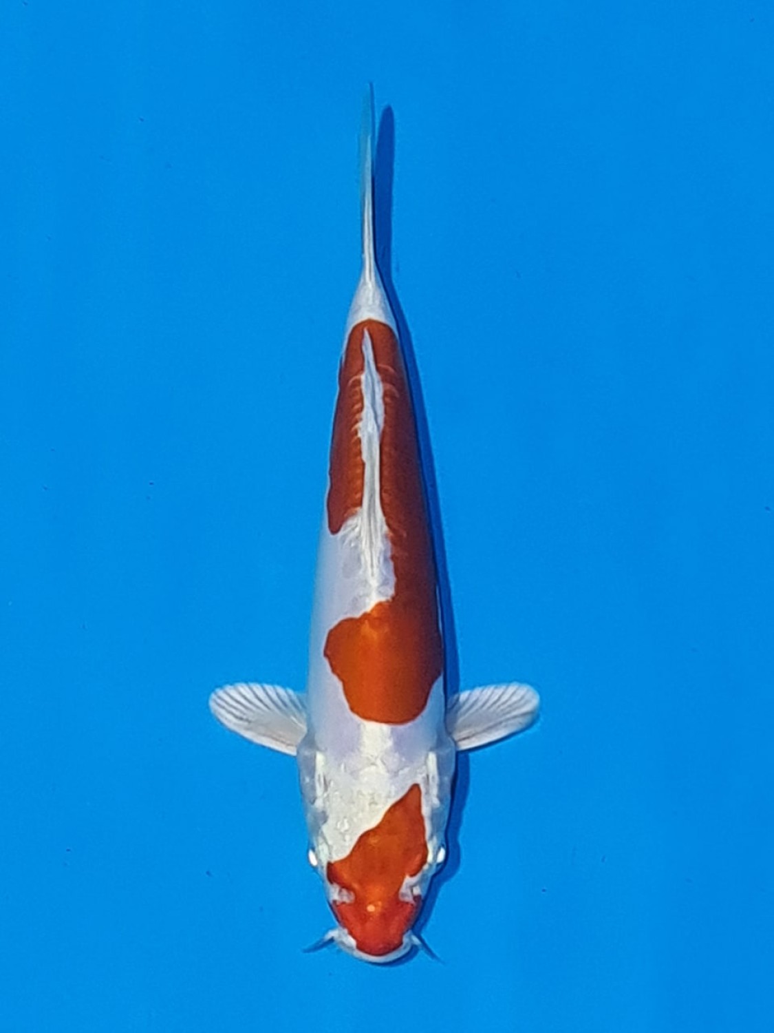 Juara 1