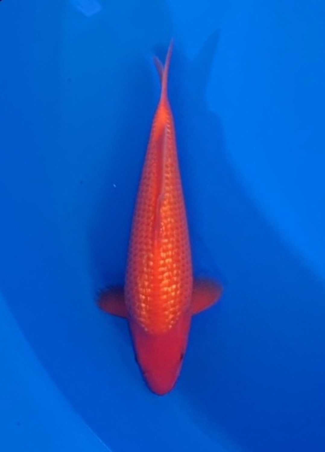 Best In Size E 41-45 Cm