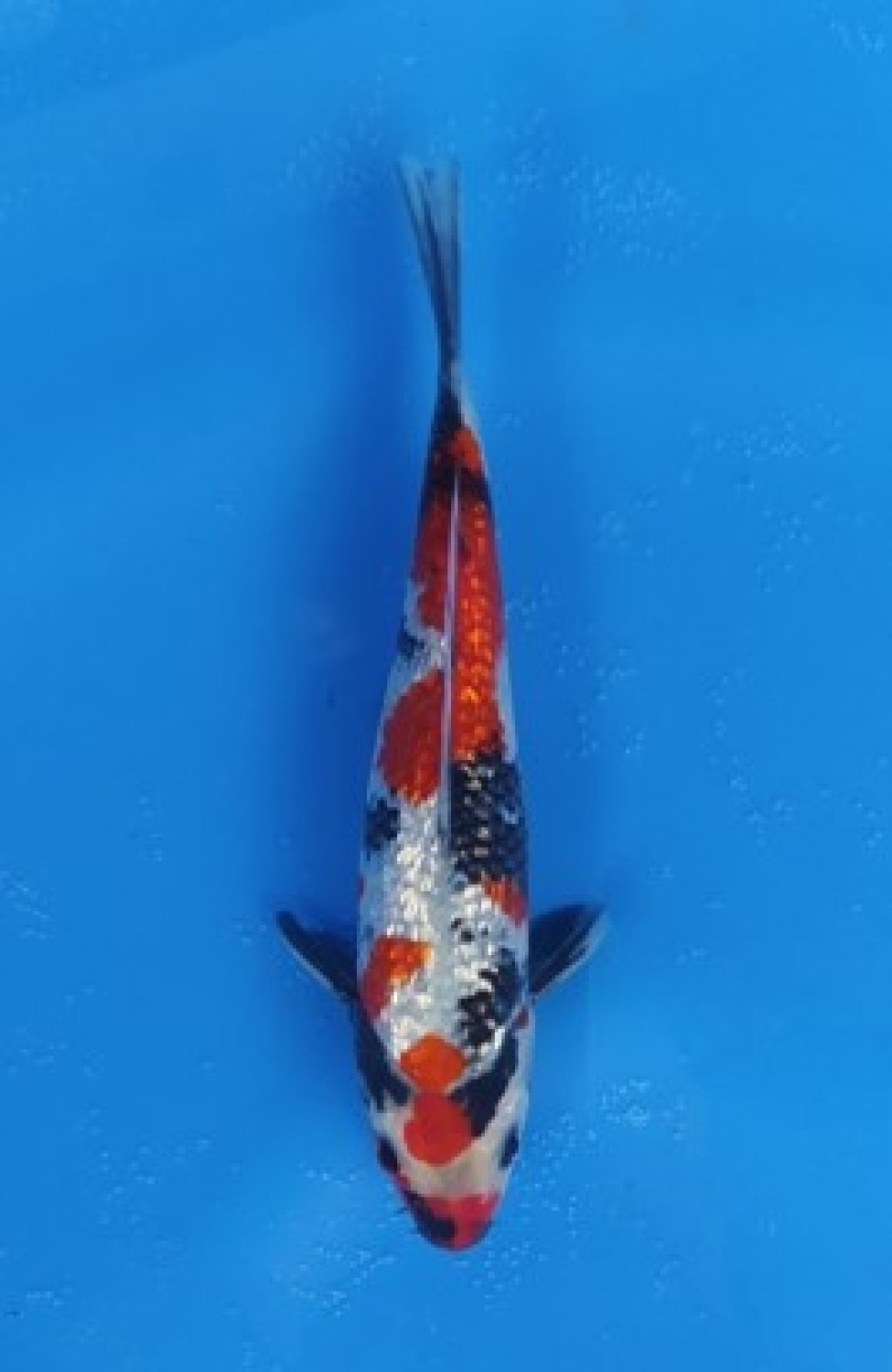Juara 2