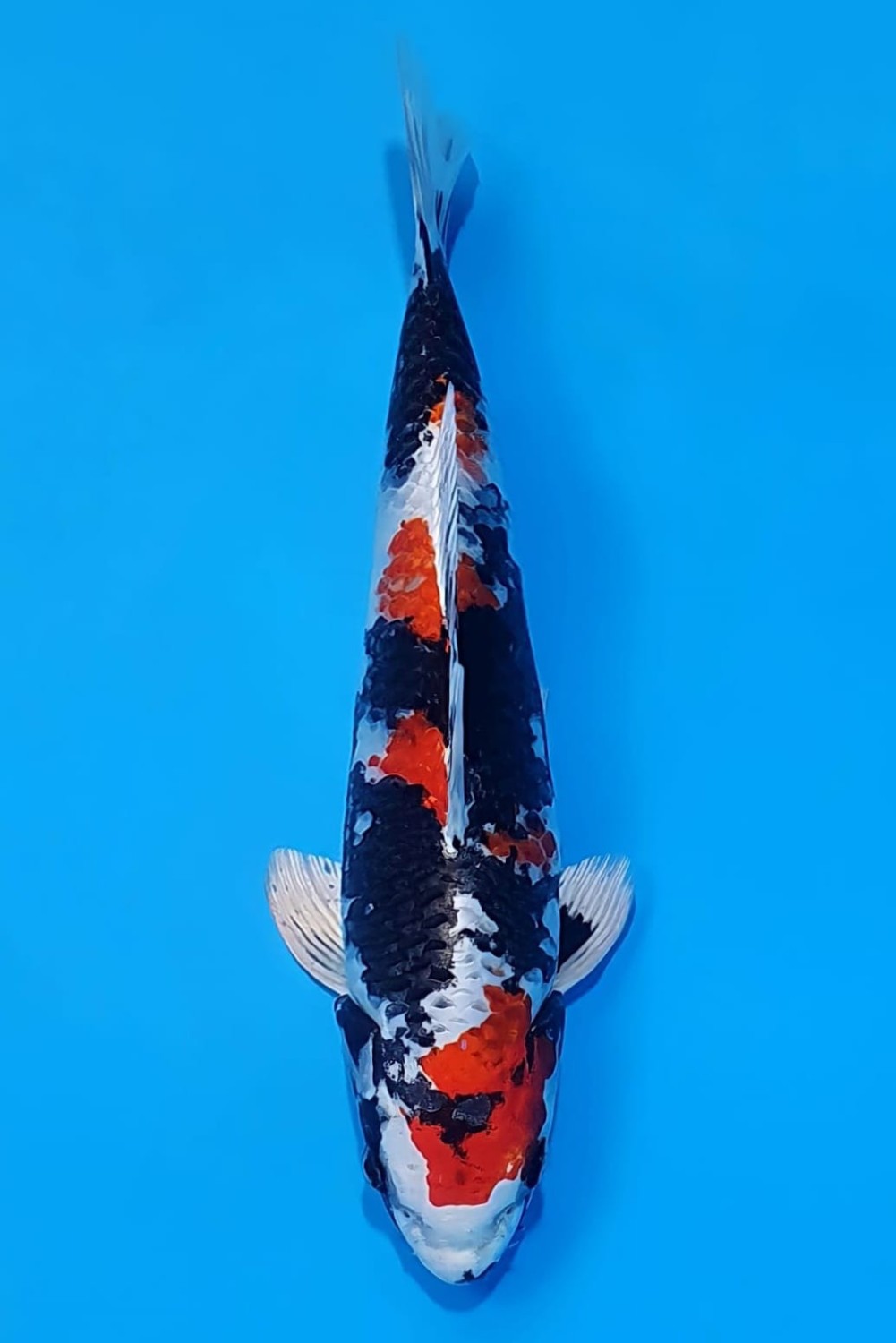 Best In Size D 26-30 Cm