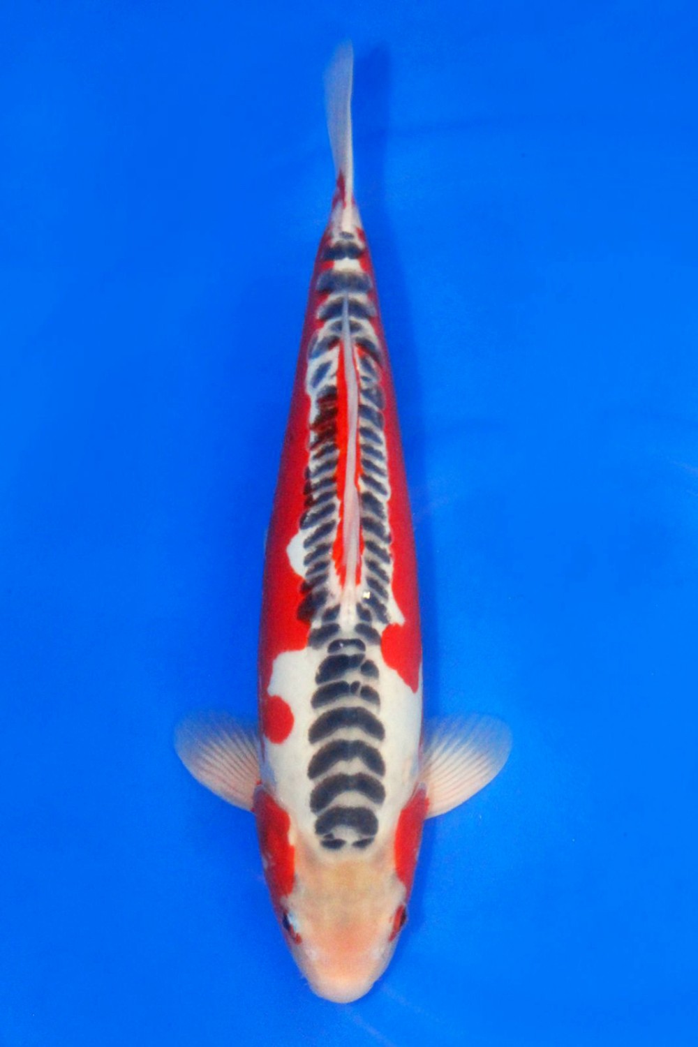 Juara 1