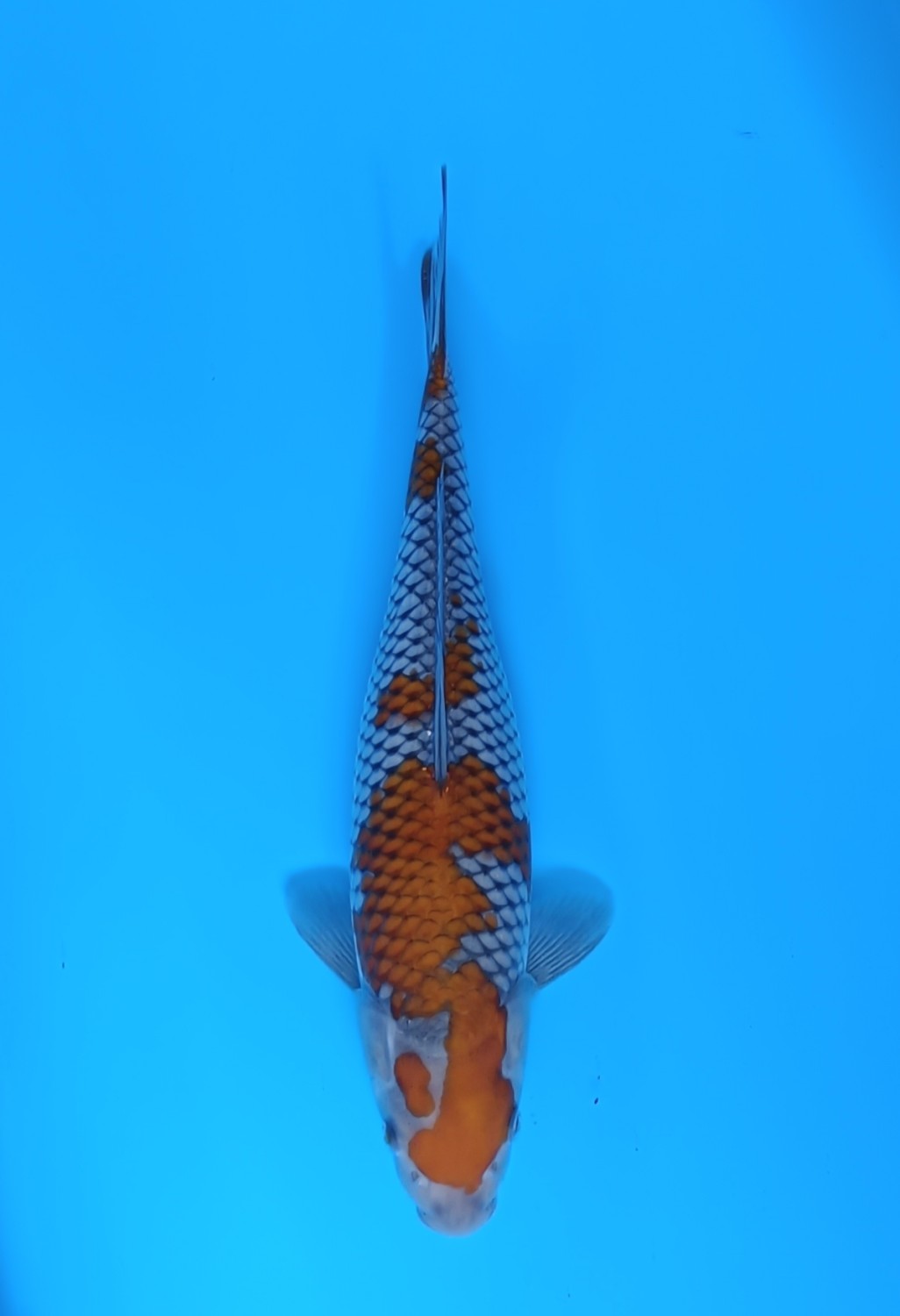 Juara 5