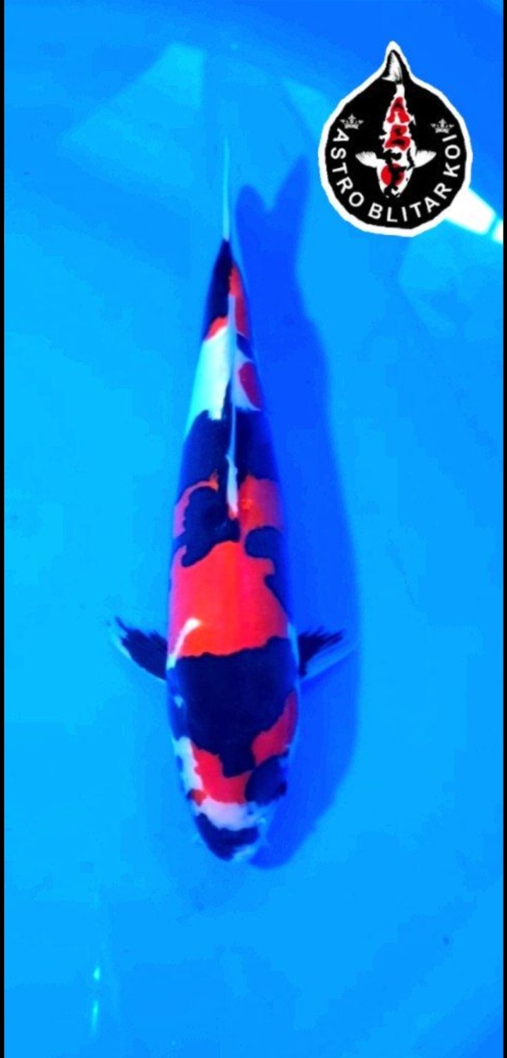 Juara 5