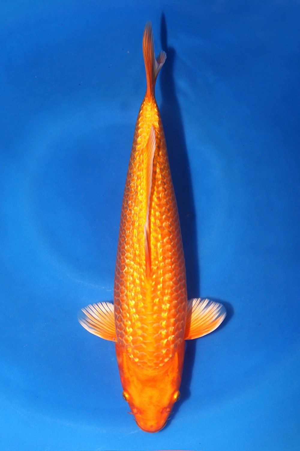 Juara 2