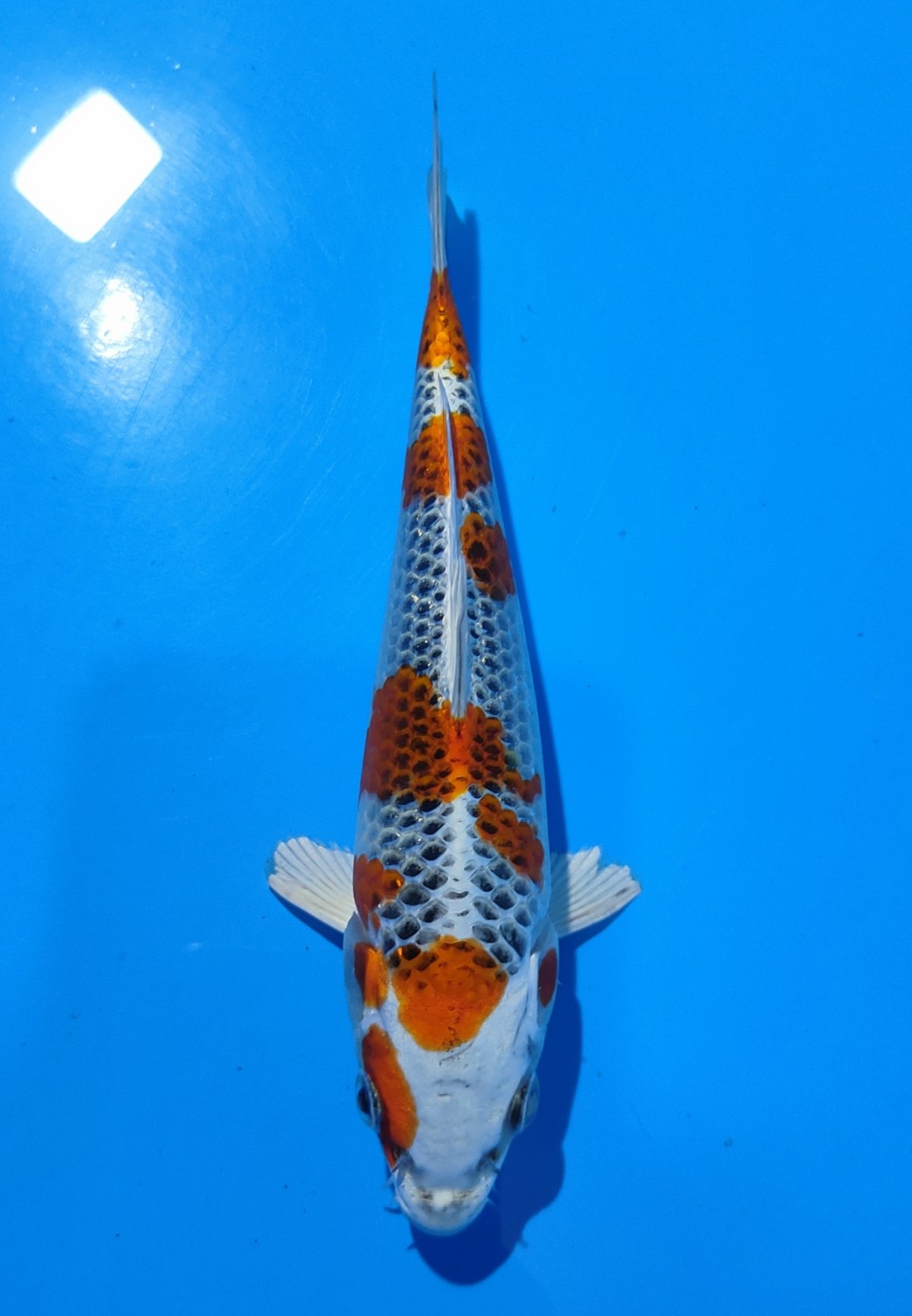 Juara 1