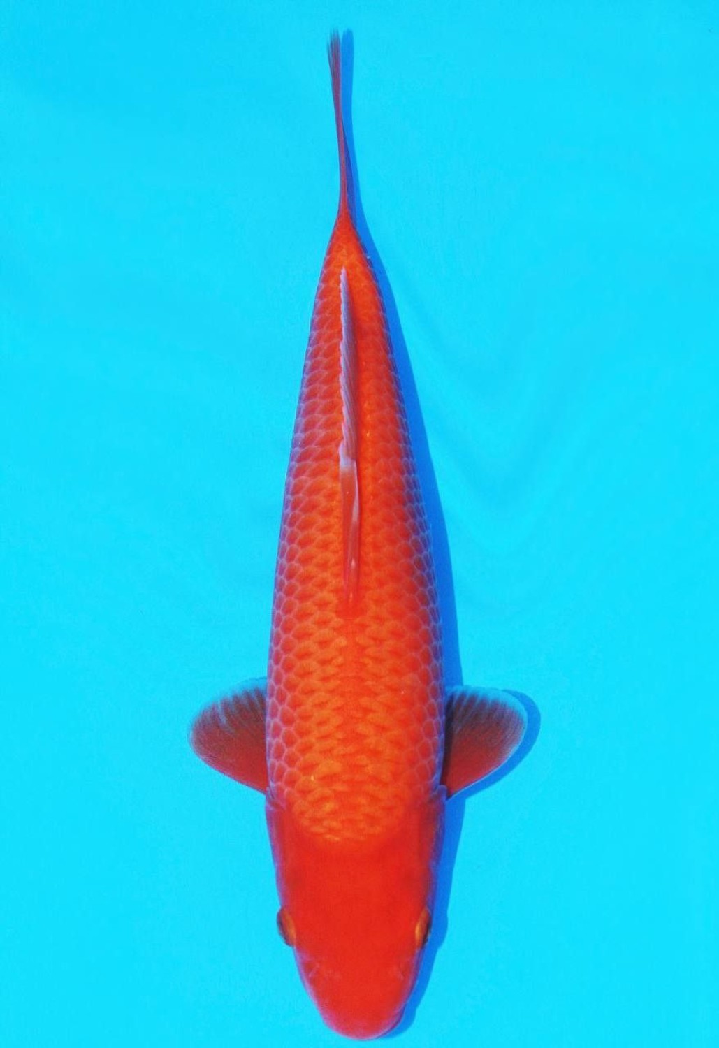 Juara 2