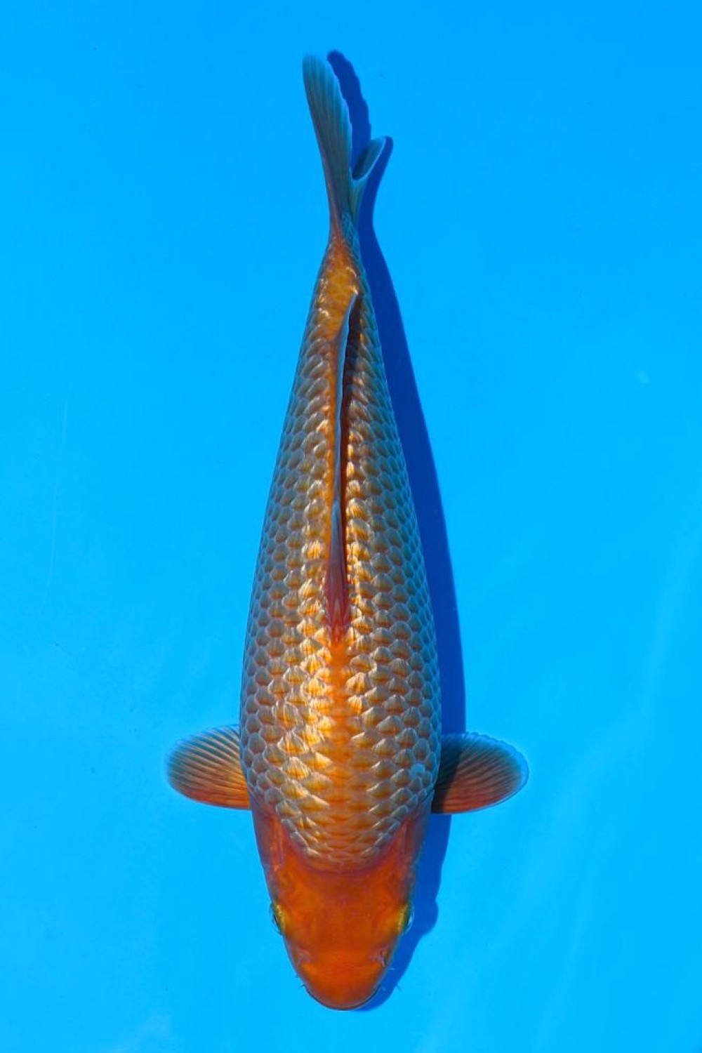 Best In Size E 26-30 Cm