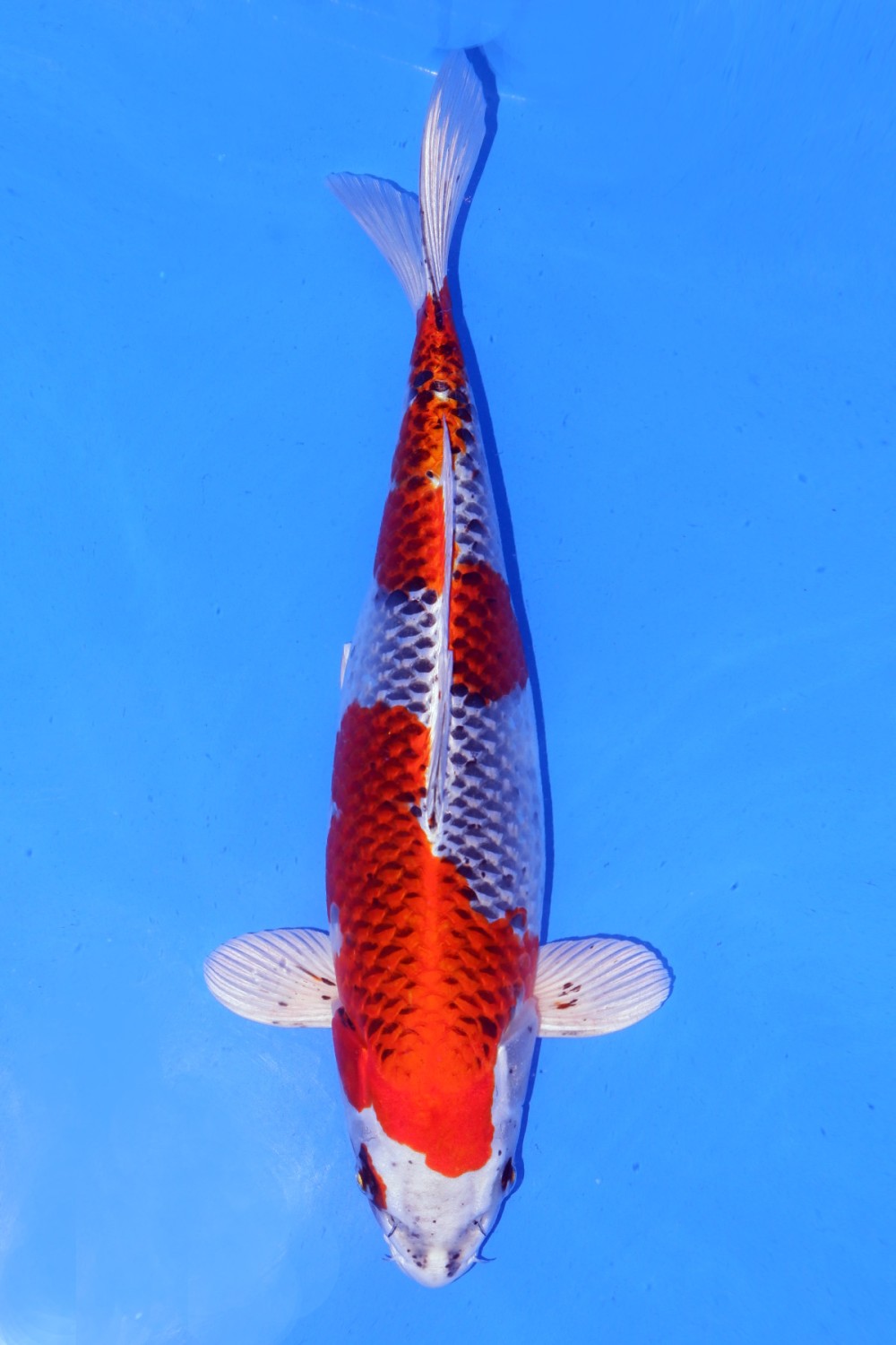 Juara 1