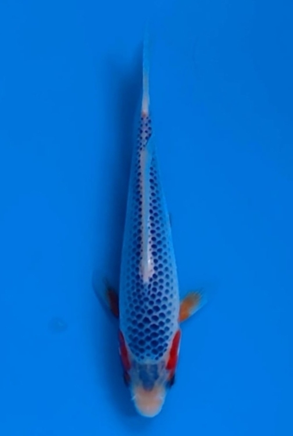 Juara 5