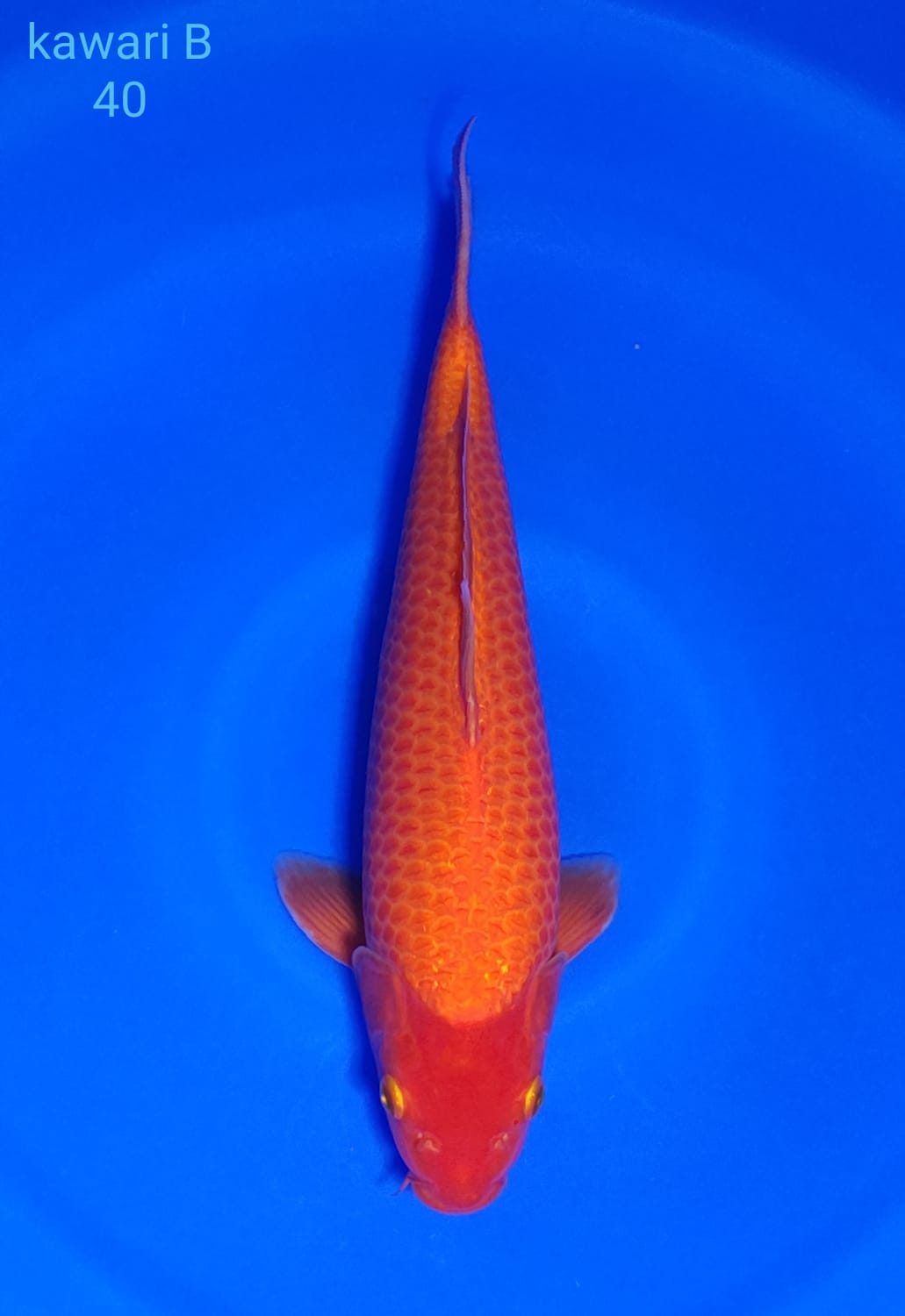 Juara 5
