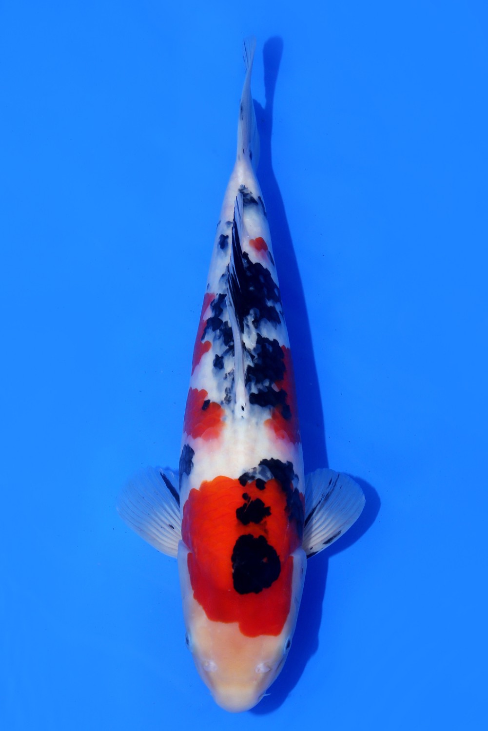 Juara 5