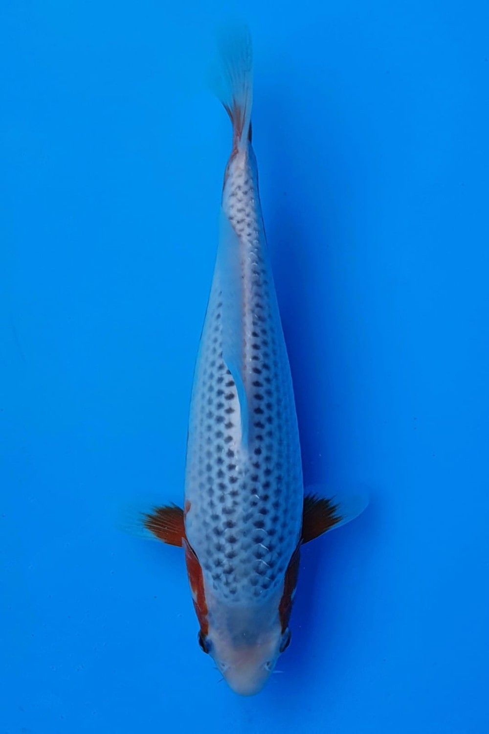 Juara 4