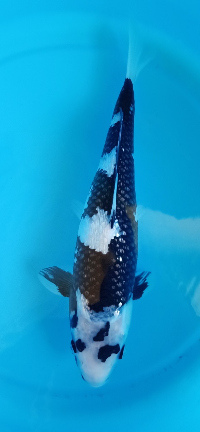 Juara 4