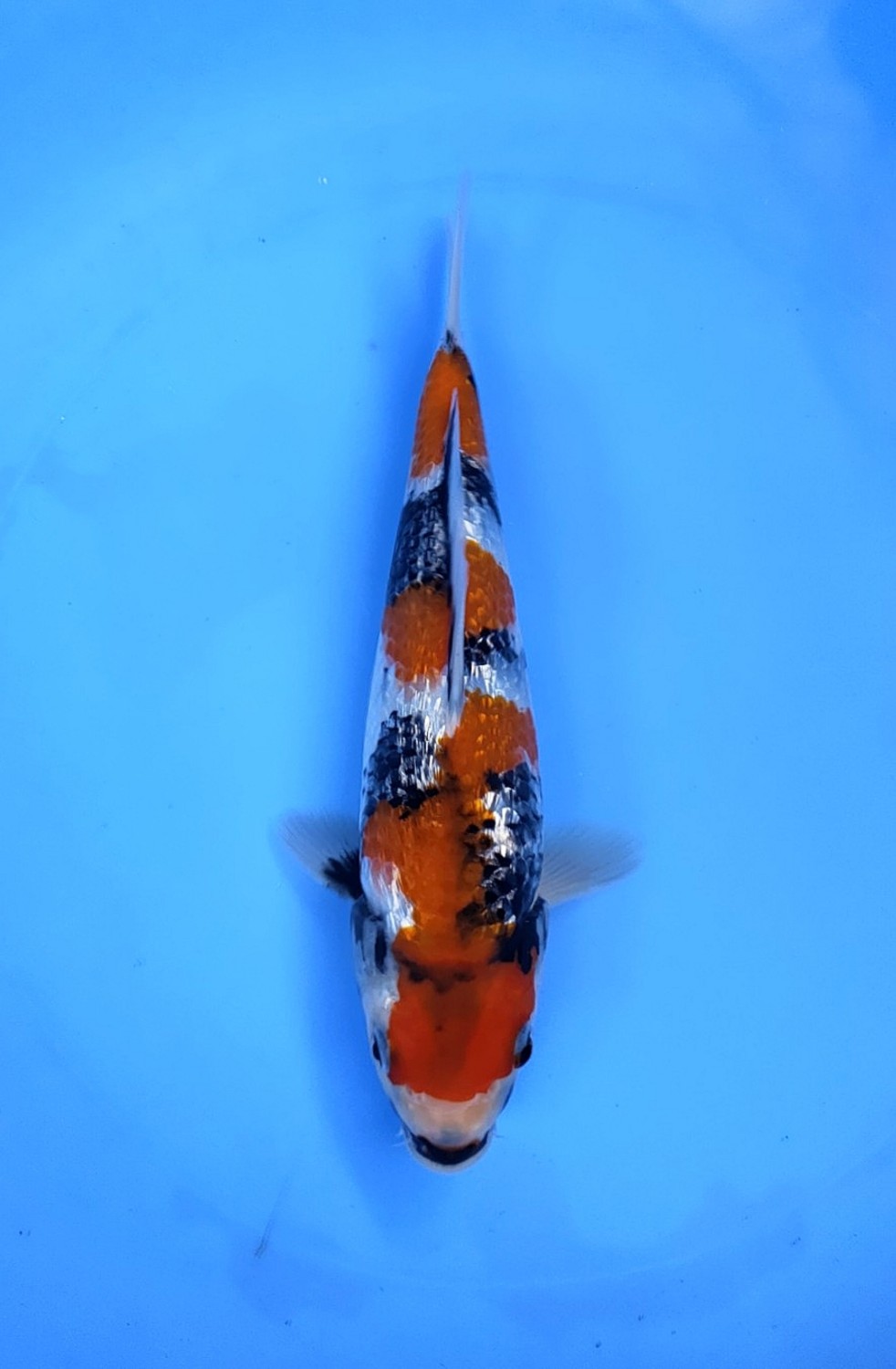 Juara 5
