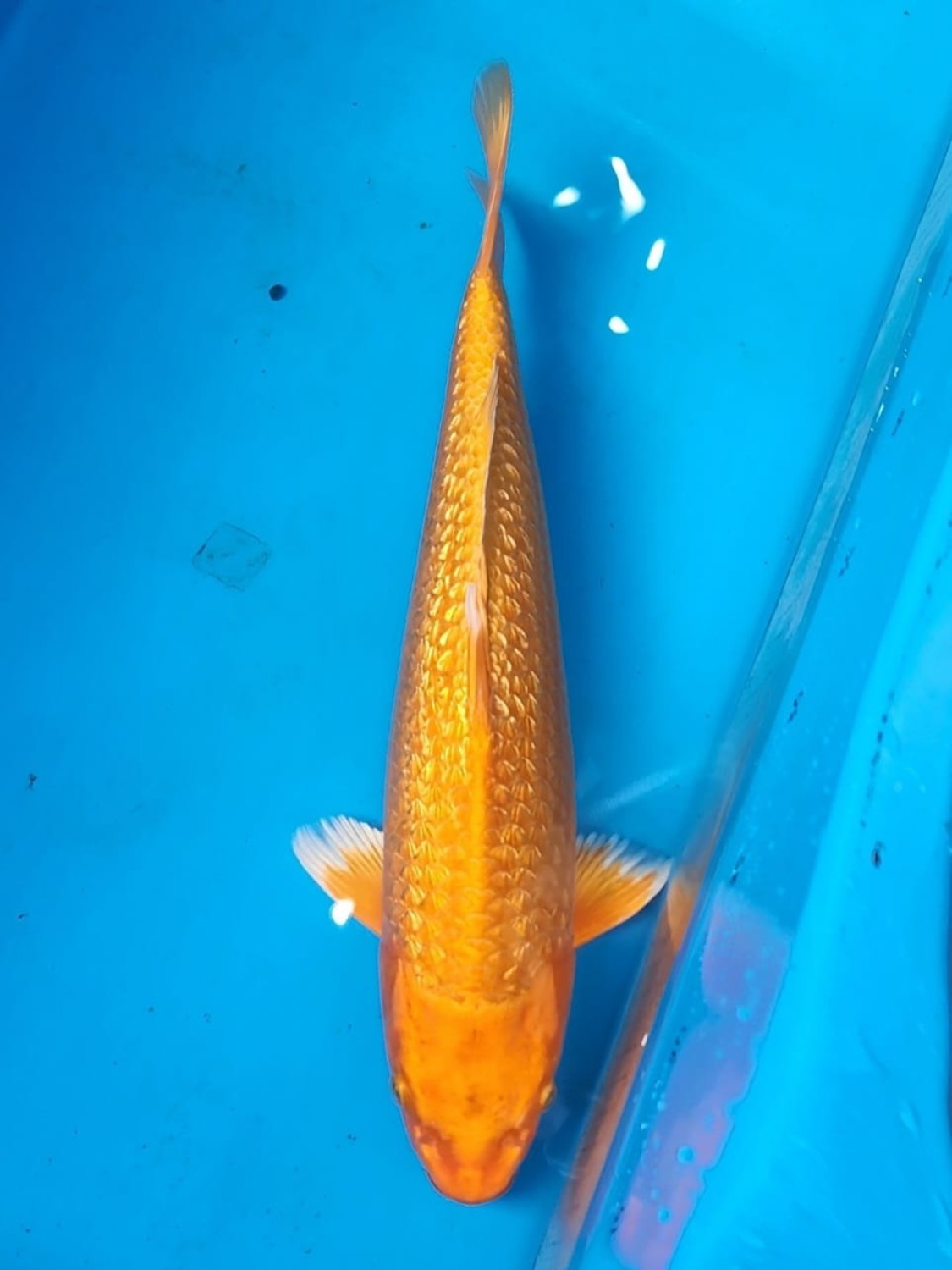Juara 3