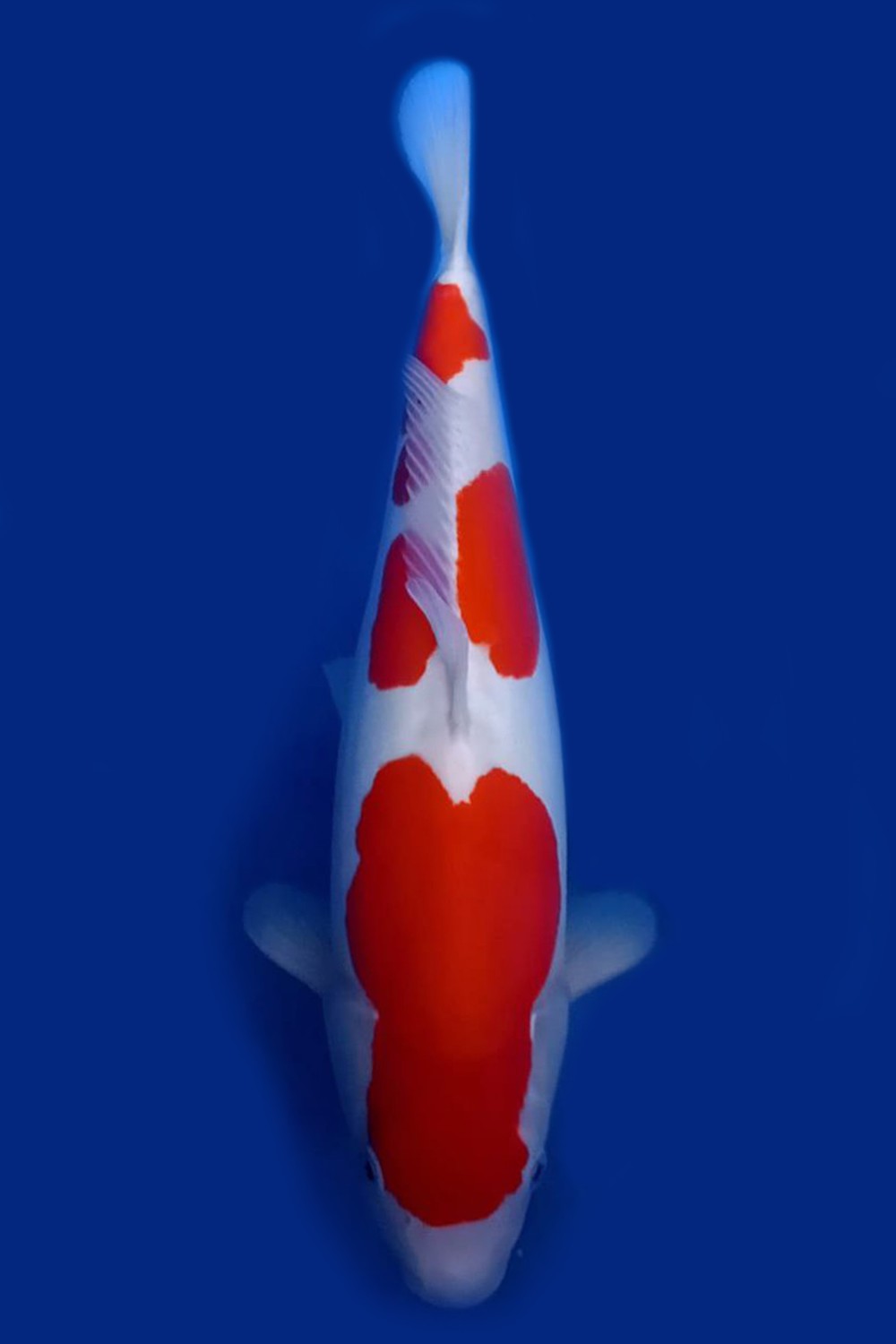 Juara 2
