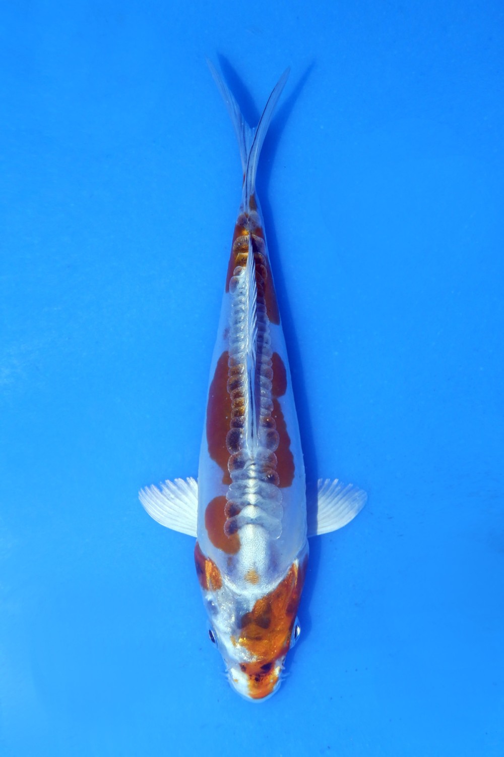 Juara 1