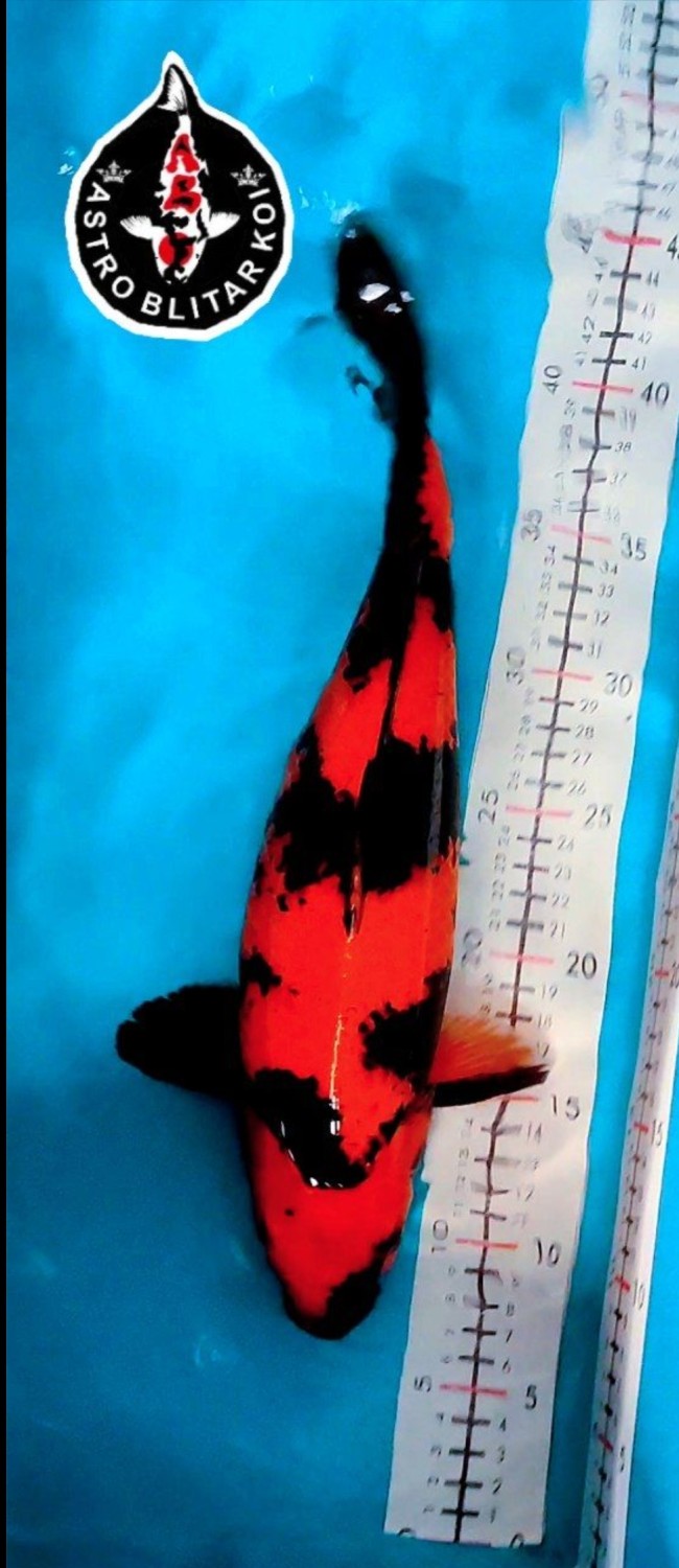 Juara 4