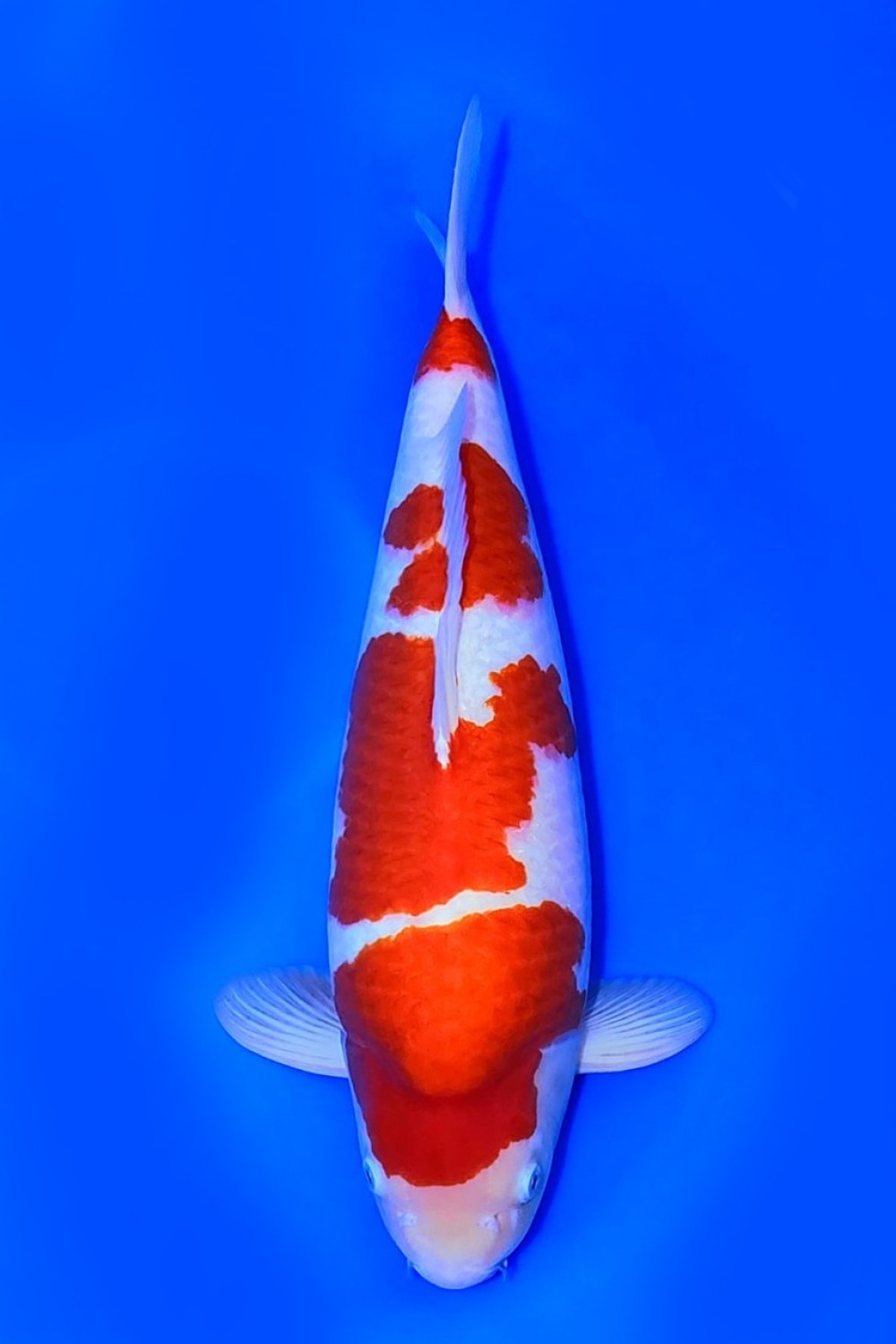Best In Size A 51-55 Cm