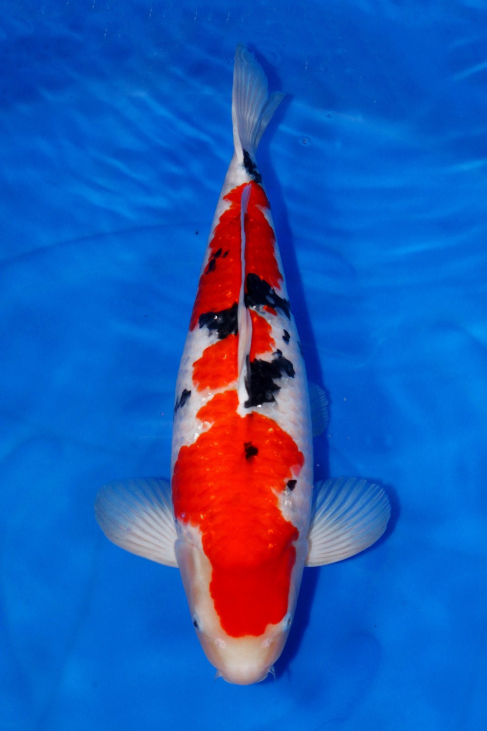 Juara 2