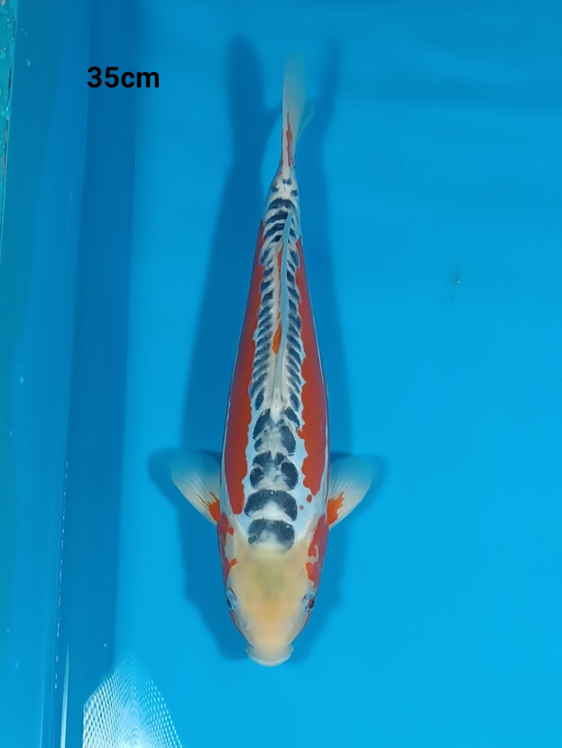 Juara 1
