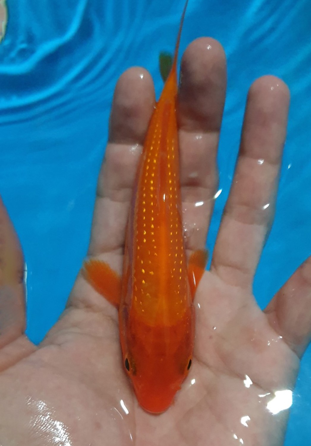 Juara 4