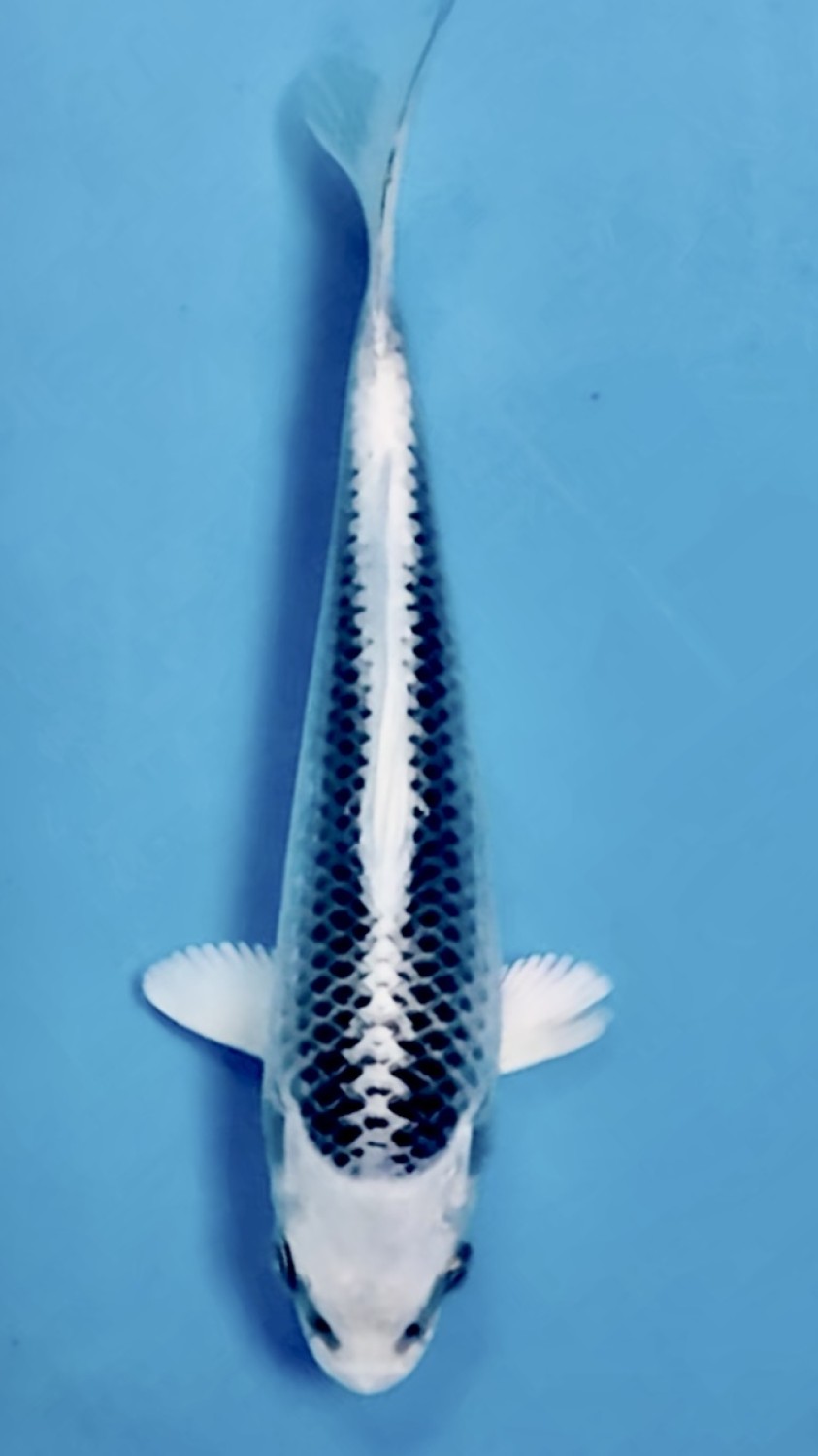 Best In Size E Up 12 cm