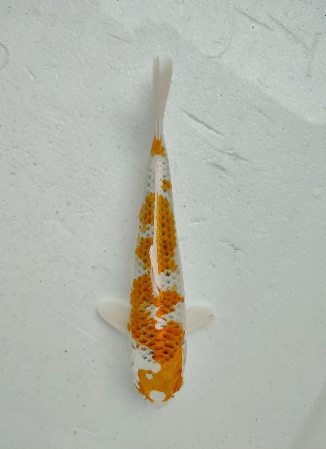 Juara 4