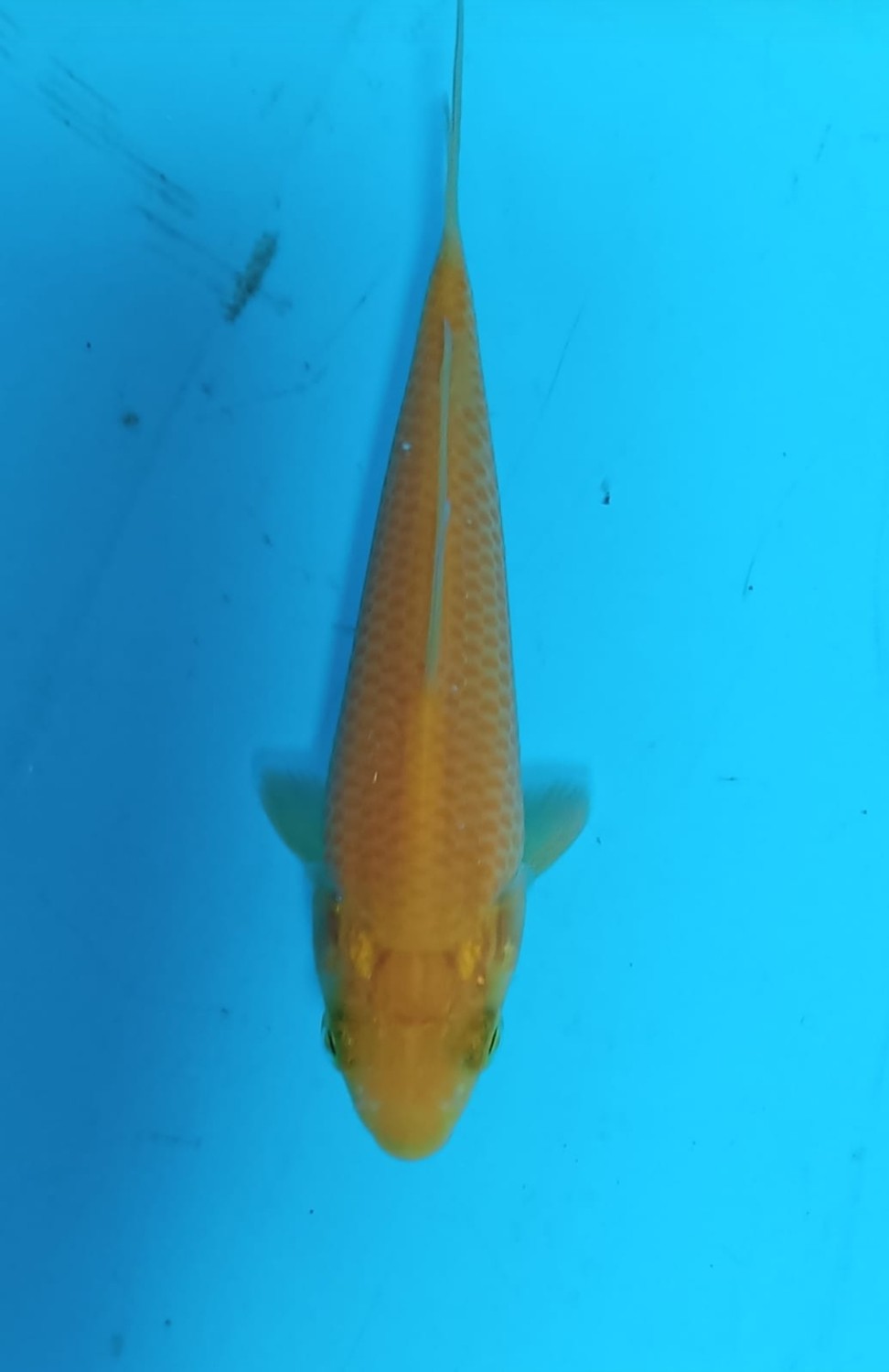 Juara 1