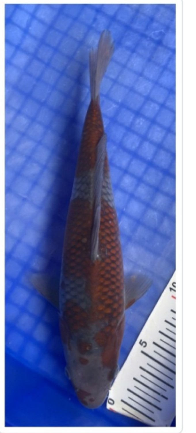 Juara 5