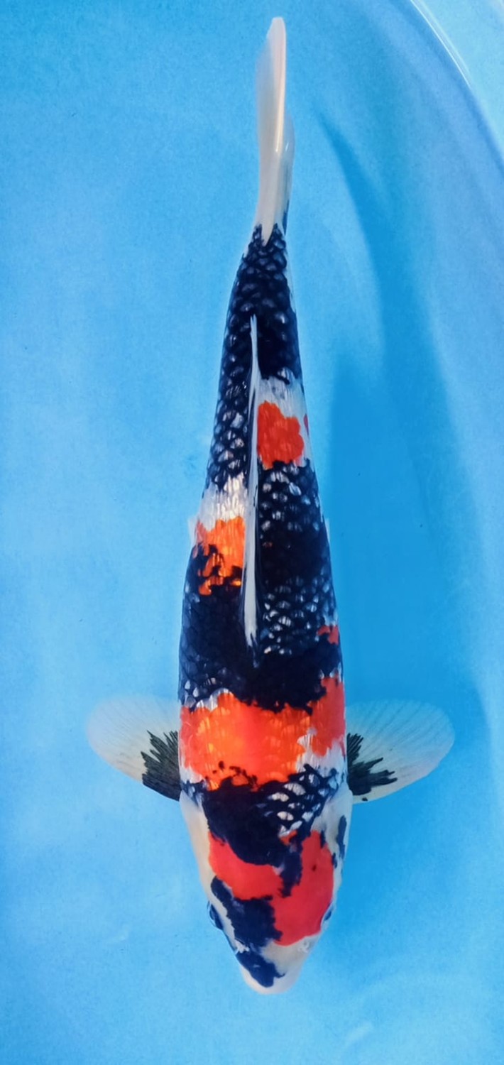 Juara 5