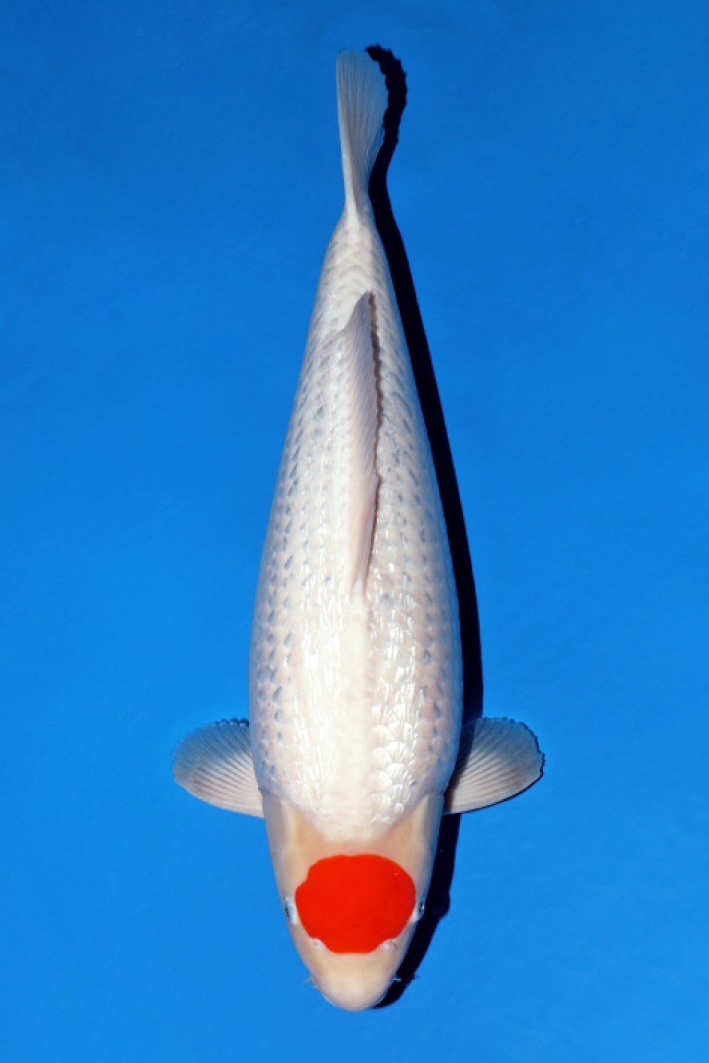 Juara 1