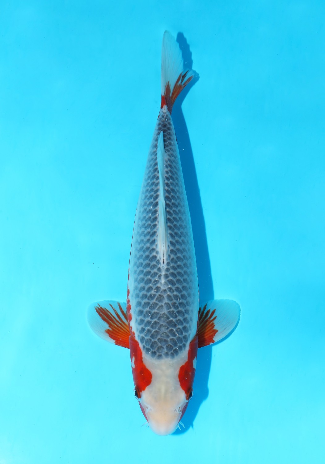 Juara 2
