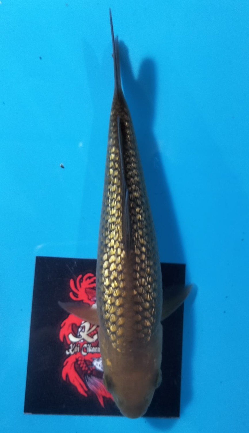 Juara 2